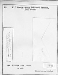 Peziza domiciliana image